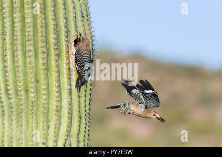 Ein männlicher Gila Woodpecker (Melanerpes uropygialis) fliegt aus einem Nest in einem Saguaro (Carnegiea gigantea), während das Weibchen die Jungen bringt. Ariz Stockfoto