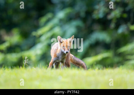 Detaillierte, niedrigen Winkel in der Nähe von Jung, verspielt UK Red Fox (Vulpes vulpes) im Hinterland, im langen Gras direkt in die Kamera starren isoliert stehen. Stockfoto