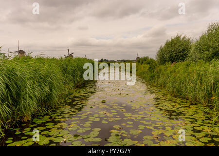 Europa, Niederlande, Rotterdam, eine Nahaufnahme von einem Teich Stockfoto