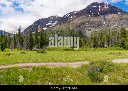 Wildflower Wiese in der Nähe von Two Medicine Lake im Glacier National Park, Montana Stockfoto