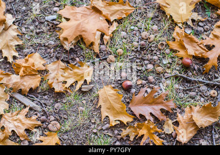Herbst eiche Blätter und Eicheln auf dem Boden Stockfoto