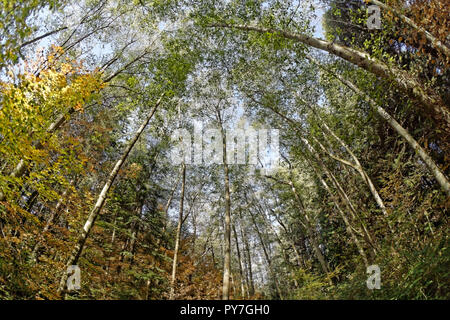 Fischaugen-objektiv Ansicht der hoch aufragenden reife rote Erlen Alnus rubra im Pacific Spirit Park, Vancouver, BC, Kanada Stockfoto