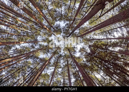 Fischaugen-objektiv Ansicht der hoch aufragenden Western Red Cedar Thuja plicata Bäume im Pacific Spirit Park, Vancouver, BC, Kanada Stockfoto