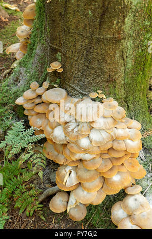 Kolonie von Honigpilzen, die auf und um die Basis eines Nadelbaums im Pacific Spirit Regional Park and Nature Preserve, Vancouver, BC, Kanada, wachsen Stockfoto