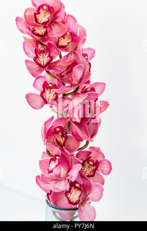 Schöne rosa Blüten von Cymbidium Orchideen. Ziemlich exotischen japanischen Garten Blumen, tropischen Orchideen in voller Blüte. Stockfoto