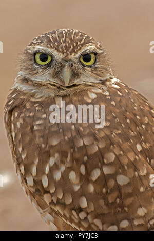 Grabende Eule (Athene cunicularia), Arizona Stockfoto