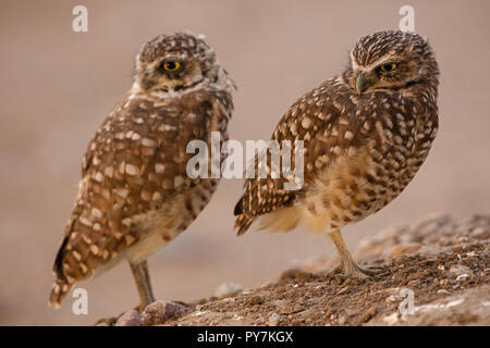 Grabens der Eulen, (Athene cunicularia), Arizona Stockfoto