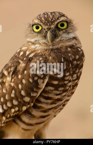 Grabende Eule, (Athene cunicularia), Arizona Stockfoto