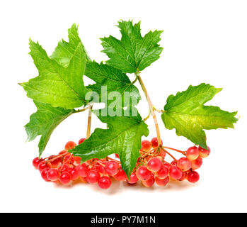 Viburnum Beeren Zweig auf weißem Hintergrund Stockfoto