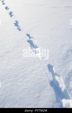 Tierspuren im Schnee Stockfoto