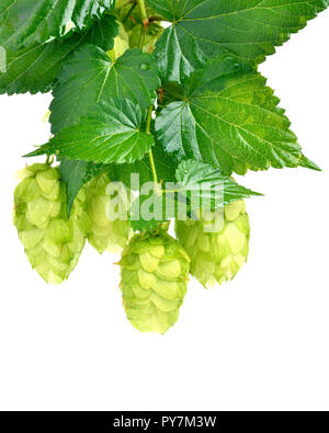 Hop Zweig auf weißem Hintergrund Stockfoto