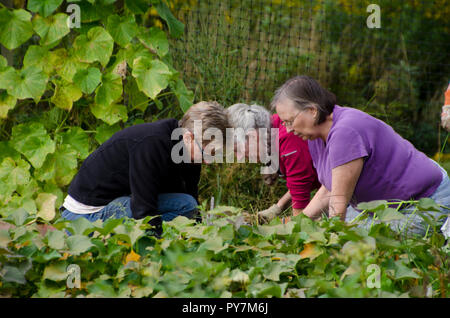 Frauen, die in den gemeinschaftlichen Garten, Yarmouth, ME, USA arbeiten Stockfoto