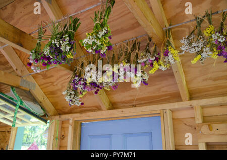 Getrocknete Blumen: Statice Blumen und gomphrena Trocknung in einem Gartenhaus, am Ende des Sommers in der Gemeinschaft garten, Maine Stockfoto