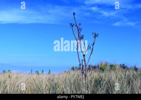 Neues Wachstum sprießen von Niederlassungen Stockfoto