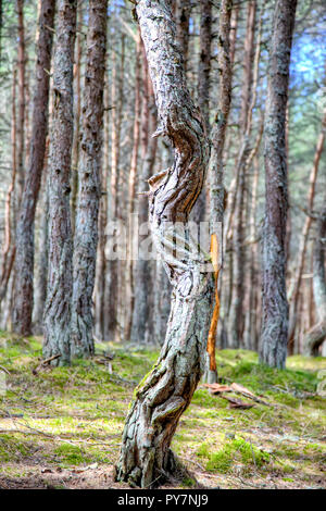 Region Kaliningrad. Kurische Nehrung. Dune Runde. Tanzen Wald Stockfoto