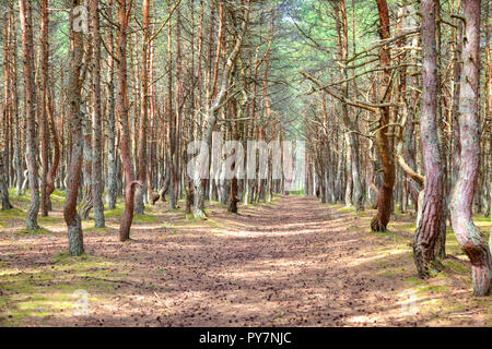 Region Kaliningrad. Kurische Nehrung. Dune Runde. Tanzen Wald Stockfoto