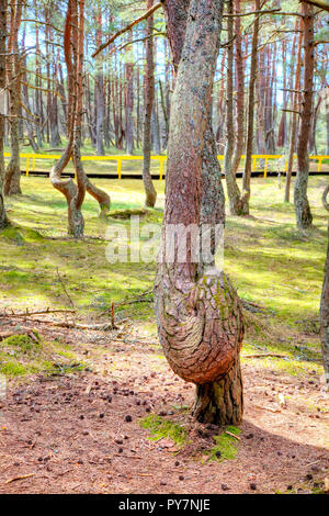 Region Kaliningrad. Kurische Nehrung. Dune Runde. Tanzen Wald Stockfoto