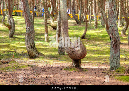 Region Kaliningrad. Kurische Nehrung. Dune Runde. Tanzen Wald Stockfoto