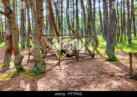 Region Kaliningrad. Kurische Nehrung. Dune Runde. Tanzen Wald Stockfoto