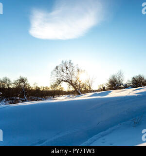 Flauschigen weißen Schnee auf dem Baum in den Strahlen der untergehenden Sonne. Frostigen Winter Abend. Stockfoto