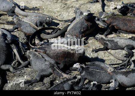 Viele Meerechsen auf den Felsen, Galapagos Inseln Stockfoto