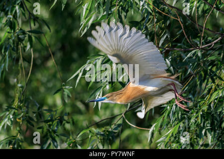 Squacco Heron (ardeola ralloides) im Flug. Donaudelta, Rumänien Stockfoto
