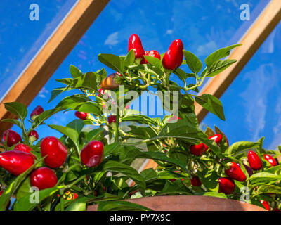 Chili "Loco" wächst im sonnigen Gewächshaus mit blauer Himmel' dekorative Essbare' für sonnige heimischen Fensterbank, Terrasse Container oder Gewächshaus crop. Stockfoto
