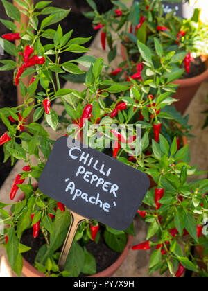 Red Apache Gemüse Paprika (Capsicum annum) vergossen und durch offene Gewächshaus Fenster angezeigt Stockfoto