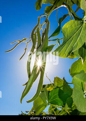 Runner Bean 'Moonlight' auf einen Garten mit Sun burst durch zu brechen. Britische aus Selbstbefruchtend Bohnen Stockfoto