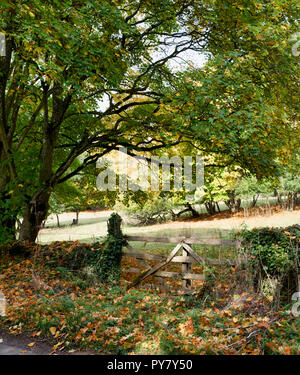 Alte hölzerne Tor in den Cotswolds. Westwell, Oxfordshire, England Stockfoto