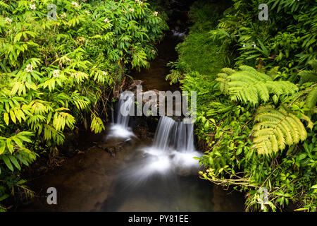 Stream und kleinen Wasserfall cascading in einem kristallklaren Pool, in Akaka Falls State Park in der Nähe von Hilo auf Hawaii Big Island. Stockfoto