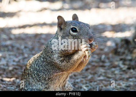 Nahaufnahme des rock Eichhörnchen (otospermophilus variegatus) sitzen auf den Hinterbeinen, essen Wüste Anlage. Arizona Sonora Wüste ist der Hintergrund. Stockfoto