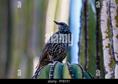 Europäische Star (Sturnus vulgaris), Kopf, auf Cardon Kaktus (pachcereus pringlei) in Arizona Sonora Wüste thront. Auch als Gemeinsame S bekannt Stockfoto