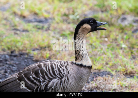 Nene, auch als Hawaiian goose (Branta sandvicensis), auf der grossen Insel von Hawaii; Detailansicht von Körper, Mund offen und sabbern. Stockfoto