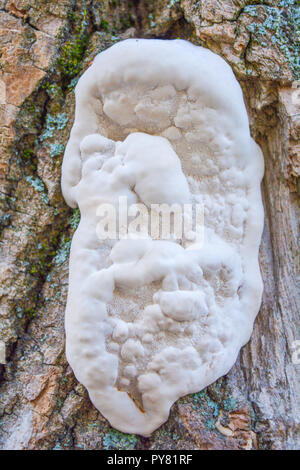 Weiß Pilz Pilz wächst auf alten Baum. Gruppe von großen Wald Pilze oder Pilze parasitieren auf Moos bedeckt Baumstamm Stockfoto