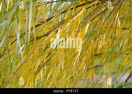 Niederlassungen der Weeping Willow Tree fiel im Park. Feuchtgebiet Willow Tree mit schmalen, langen Blätter nach unten hängen Stockfoto