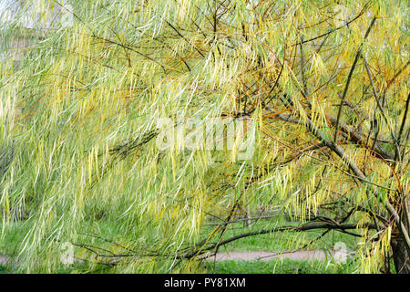 Niederlassungen der Weeping Willow Tree fiel im Park. Feuchtgebiet Willow Tree mit schmalen, langen Blätter nach unten hängen Stockfoto