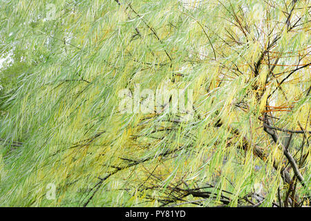 Niederlassungen der Weeping Willow Tree fiel im Park. Feuchtgebiet Willow Tree mit schmalen, langen Blätter nach unten hängen Stockfoto