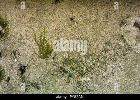 In der Nähe von Stein, Zement oder Beton Wand mit Moos wie Seegras. Silhouette der kleinen Green Bush von Moos auf grauem Stein Oberfläche Stockfoto