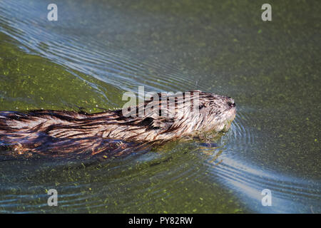 Eine junge Bisamratte schwimmen gegen eine Welle Stockfoto