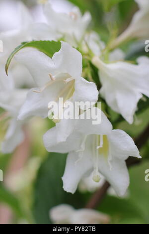 Weigela 'White Knight' Blüte sommergrüne Strauch blüht, Mai, UK Garten Stockfoto