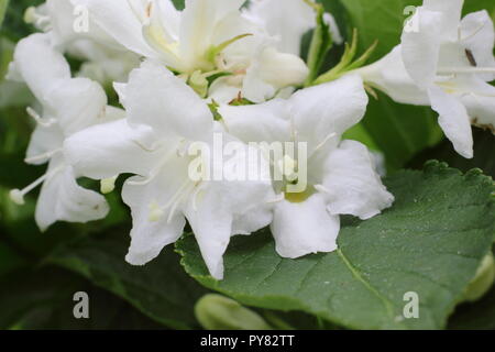 Weigela 'White Knight' Blüte sommergrüne Strauch blüht, Mai, UK Garten Stockfoto