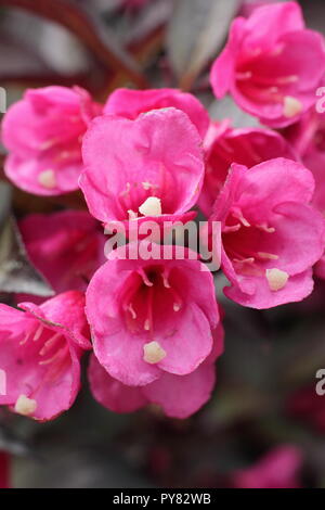 Weigela florida 'Wein und Rosen' Blüte sommergrüne Strauch, Mai, Großbritannien Stockfoto