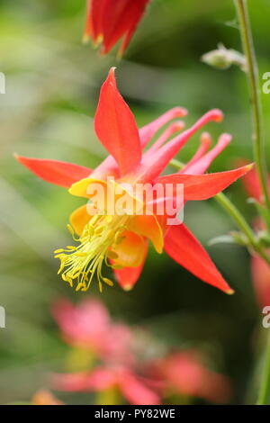 Aquilegia skinnerii 'Tequila Sunrise' Blüte im Sommergarten, Großbritannien Stockfoto