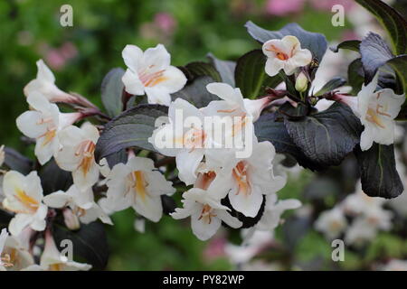 Weigela 'Ebenholz und Elfenbein' Blüte sommergrüne Strauch, Mai, Großbritannien Stockfoto