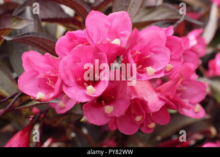 Weigela florida 'Wein und Rosen' Blüte sommergrüne Strauch, Mai, Großbritannien Stockfoto