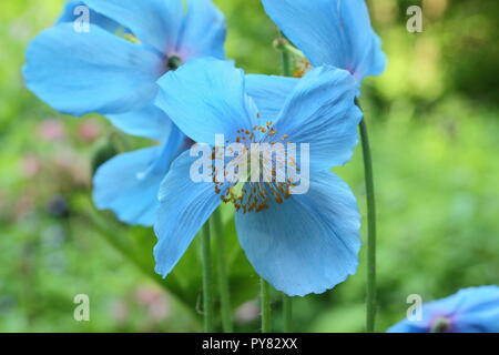 Meconopsis 'Lingholm'. Blauer Himalaya Mohn Blüte in einem Englischen Garten, Juni, Großbritannien Stockfoto