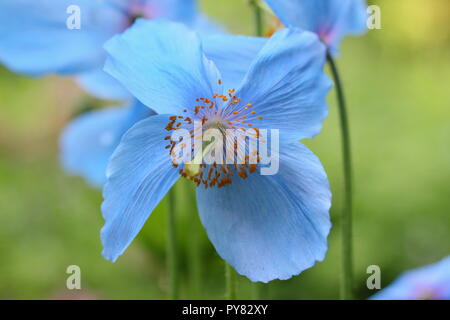 Meconopsis 'Lingholm'. Blauer Himalaya Mohn Blüte in einem Englischen Garten, Juni, Großbritannien Stockfoto