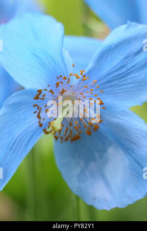 Meconopsis 'Lingholm'. Blauer Himalaya Mohn Blüte in einem Englischen Garten, Juni, Großbritannien Stockfoto