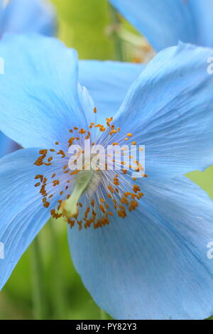 Meconopsis 'Lingholm'. Blauer Himalaya Mohn Blüte in einem Englischen Garten, Juni, Großbritannien Stockfoto